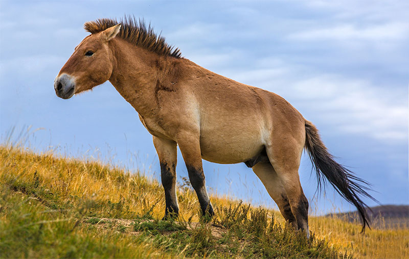 hustai national park 